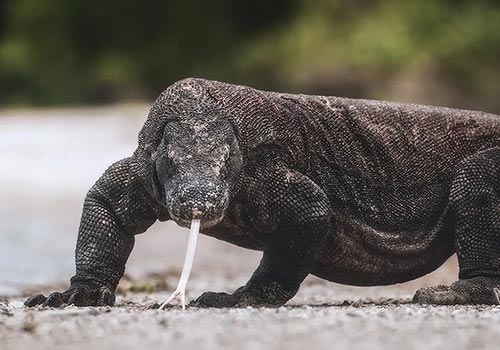 Komodo Island Tour Package from Gili Trawangan