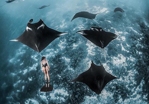 Manta Point Komodo Tour from Lombok