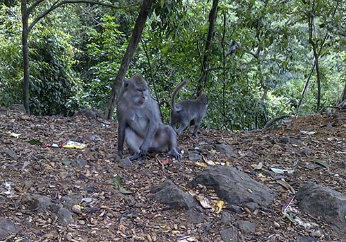 Monkey Forest at Tiu Kelep
