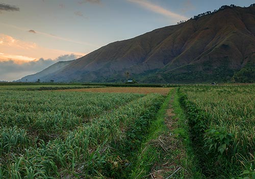 Sembalun Farm Lombok