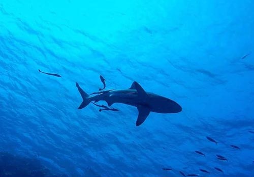 Shark Point Gili Trawangan
