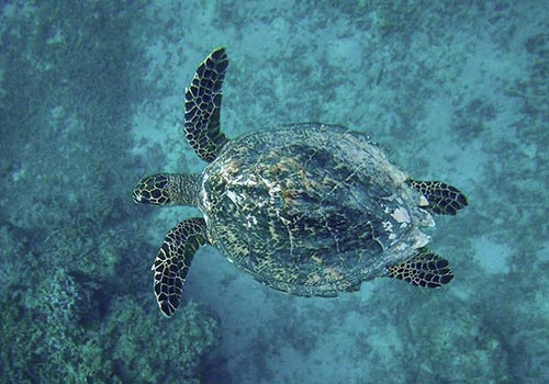 Turtle Gili Air